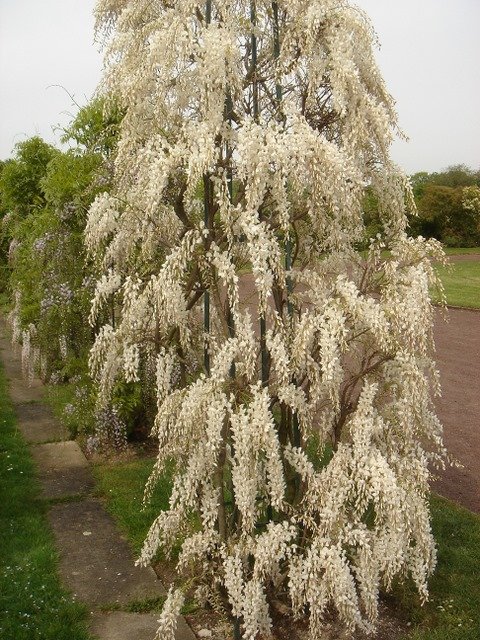 Wisteria sinensis 'Alba'